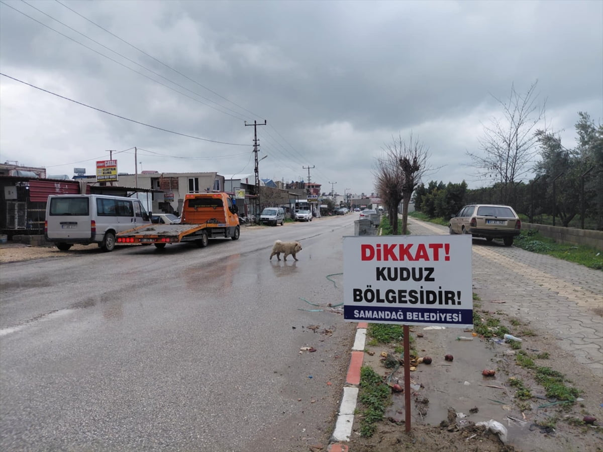 Hatay'ın Samandağ ilçesinde 4 mahalle kuduz nedeniyle karantinaya alındı. Karantina uygulanan...