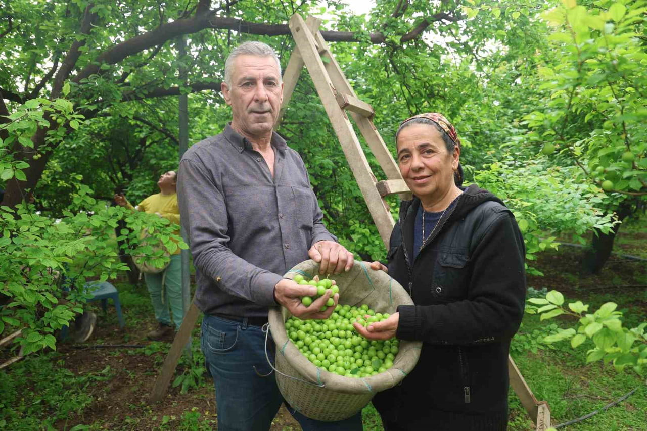 HATAY’DA 4 BİN METREKARELİK SERASINDA 320 AĞACIYLA CAN ERİĞİ ÜRETİMİ YAPAN ALADDİN ASLAN, NİSAN...