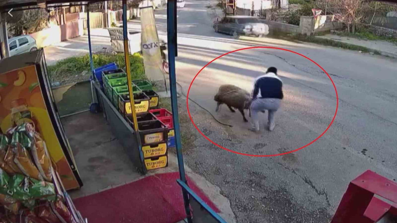 HATAY’DA ESNAFLIK YAPAN MUSTAFA ATAMAN, İŞ YERİNDE ÇALIŞTIĞI ESNADA GEÇEN KÜÇÜKBAŞ SÜRÜSÜNDEN BİR...