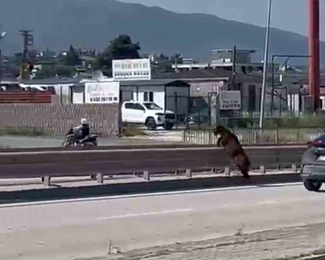 HATAY’DA SAHİBİNDEN KAÇARAK KARAYOLUNA ÇIKAN KEÇİNİN, VATANDAŞI PEŞİNE TAKARAK ORTA REFÜJDEN...