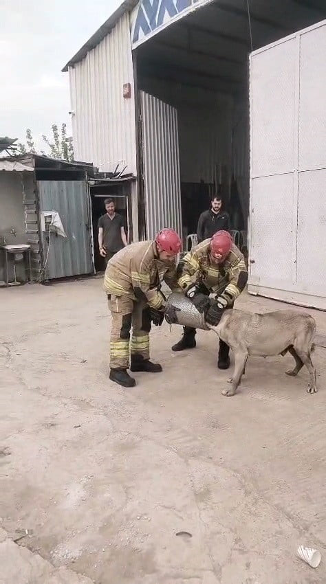 HAVA FİLTRESİNE SIKIŞAN HAMİLE KÖPEK KURTARILDI