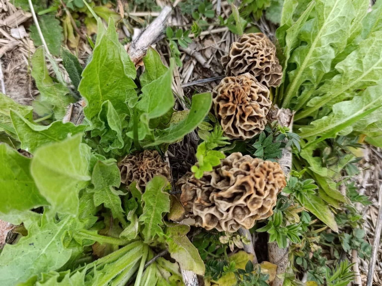 HİSARCIK’TA KUZUGÖBEĞİ SEZONU AÇILDI