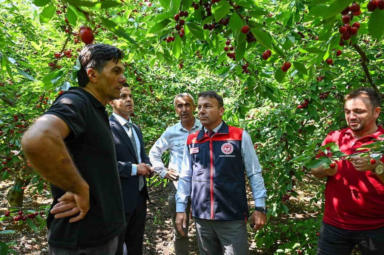 HONAZ’DA GERÇEKLEŞTİRİLEN KİRAZ HASADINDA ÜRETİCİLERLE BİR ARAYA GELEN DENİZLİ PROTOKOLÜ...