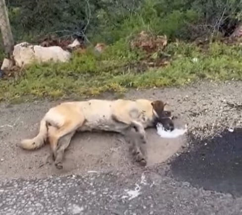 İĞDE’NİN BOR İLÇESİNE BAĞLI KEMERHİSAR BELDESİNDE ÇOK SAYIDA SOKAK KÖPEĞİNİN ZEHİRLENDİĞİ...