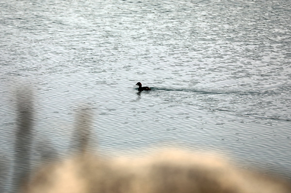 Iğdır'da havaların ısındığı Ağrı Dağı’nın etekleri, güneyden gelen göçmen kuşları ağırlamaya...