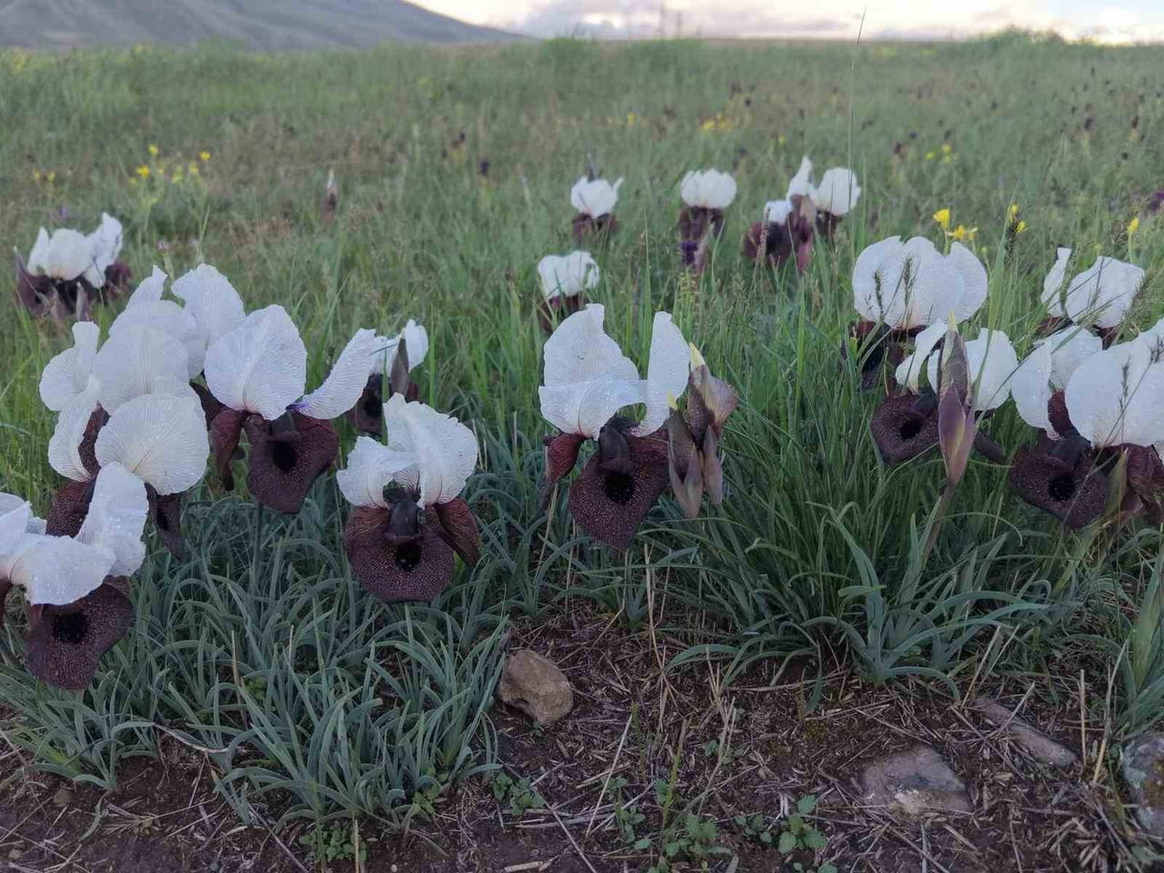 IĞDIR'DA KURT KULAĞI ÇİÇEKLERİ AÇTI