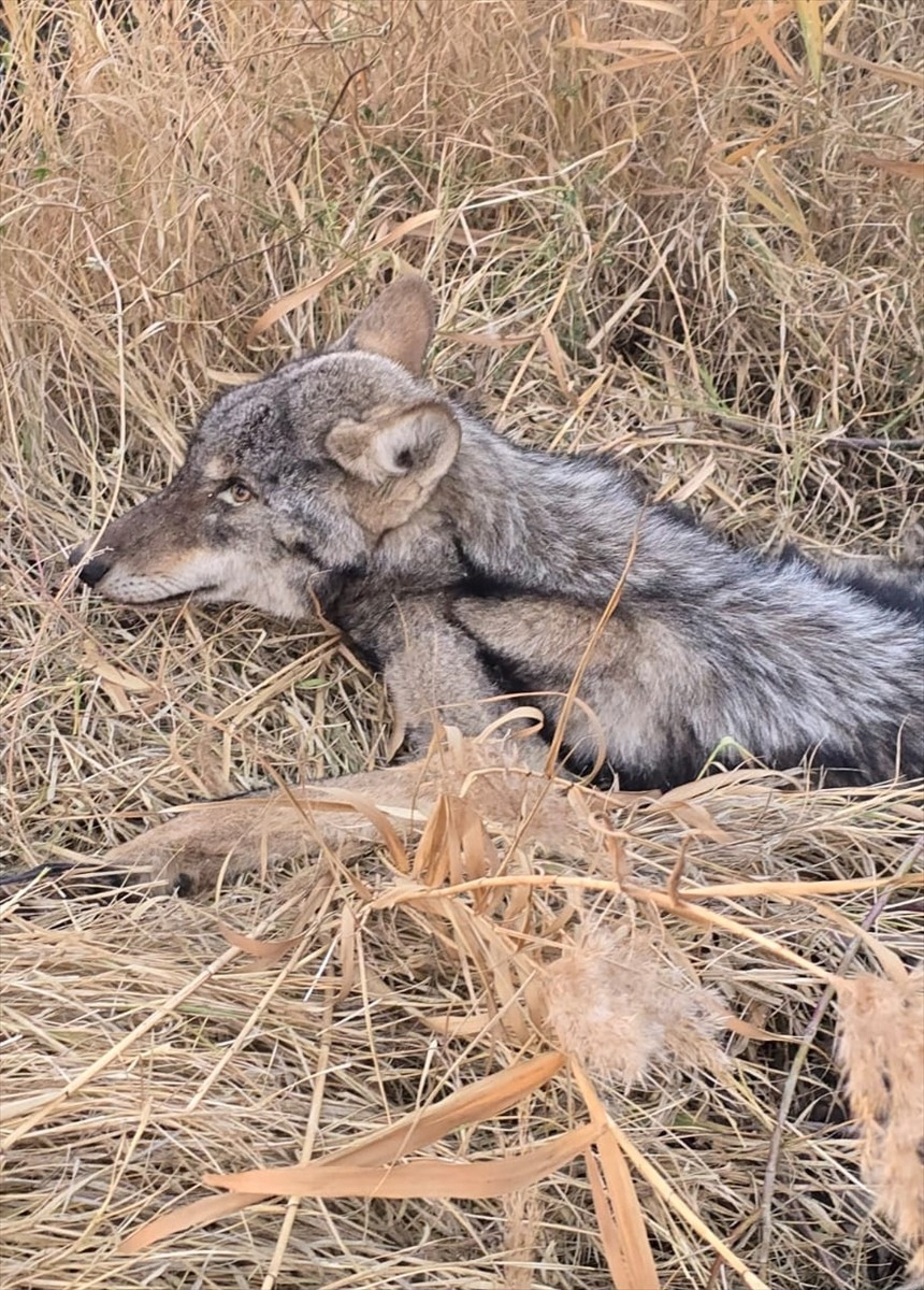 Iğdır'ın Halfeli beldesinde arazide bitkin halde bulunan kurt koruma altına alındı.