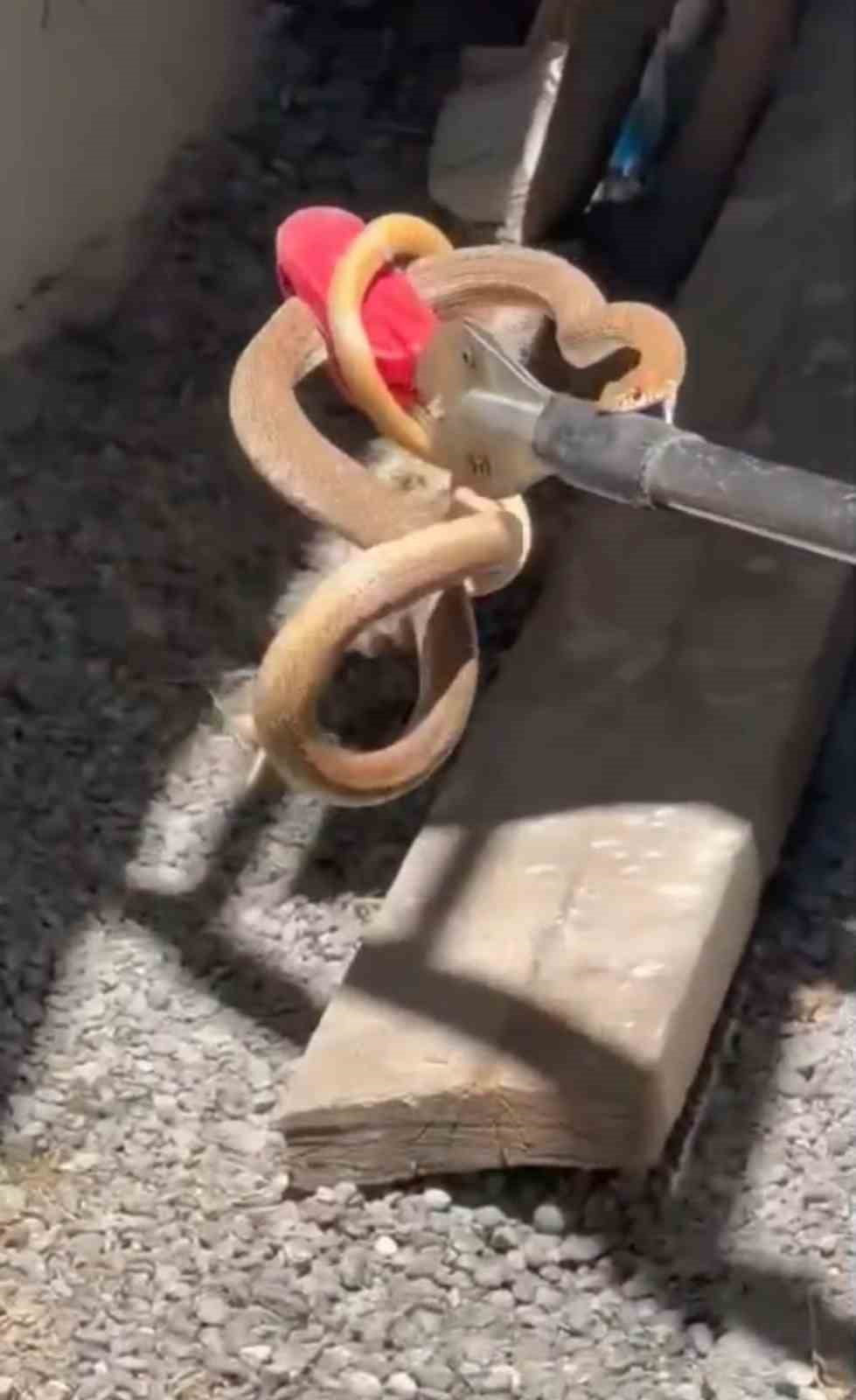 IĞDIR’DA EVE GİREN YILAN PANİĞE NEDEN OLDU