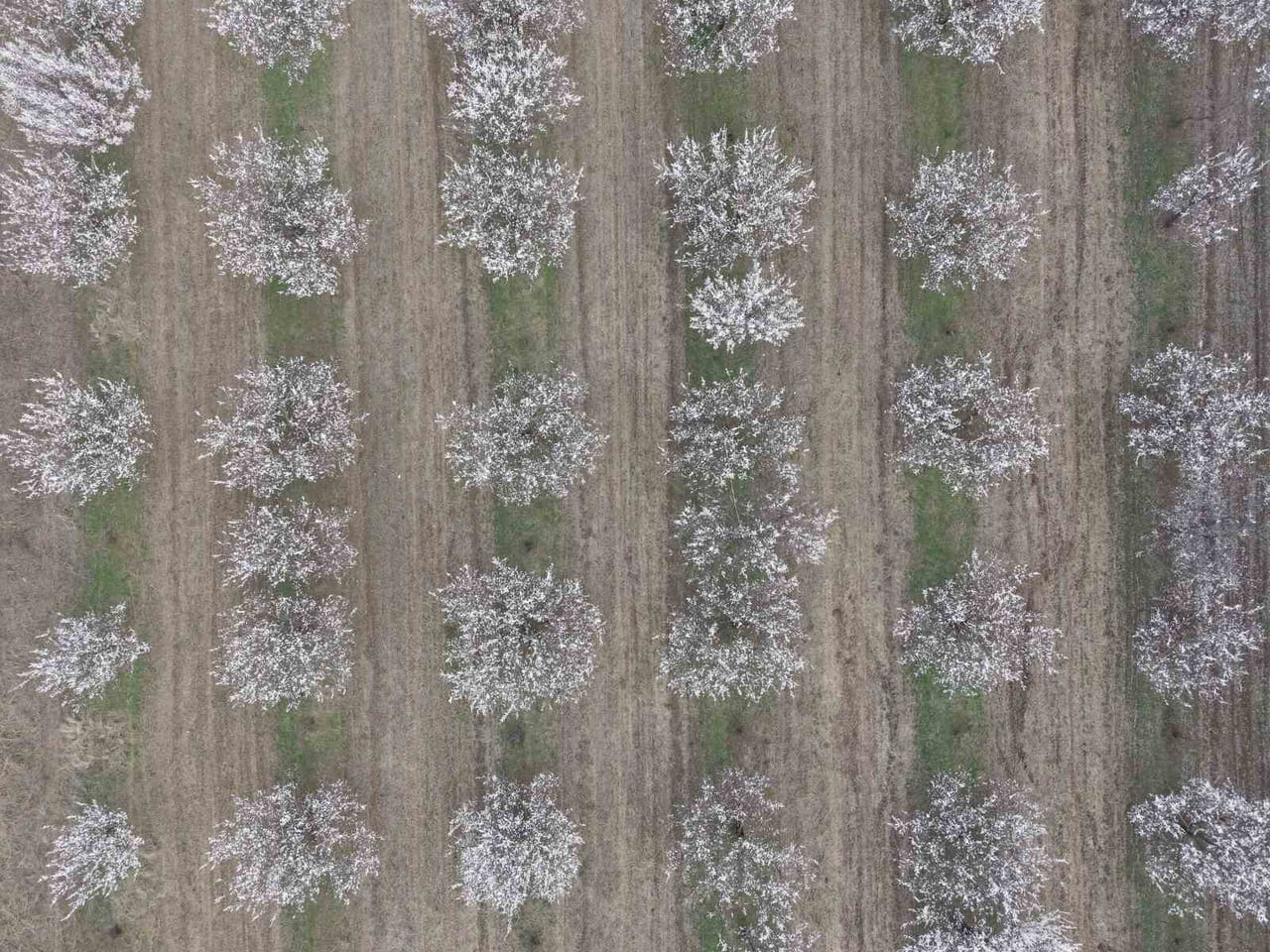 IĞDIR’DA KAYISI AĞAÇLARI ÇİÇEK AÇTI, OVA BEYAZA BÜRÜNDÜ