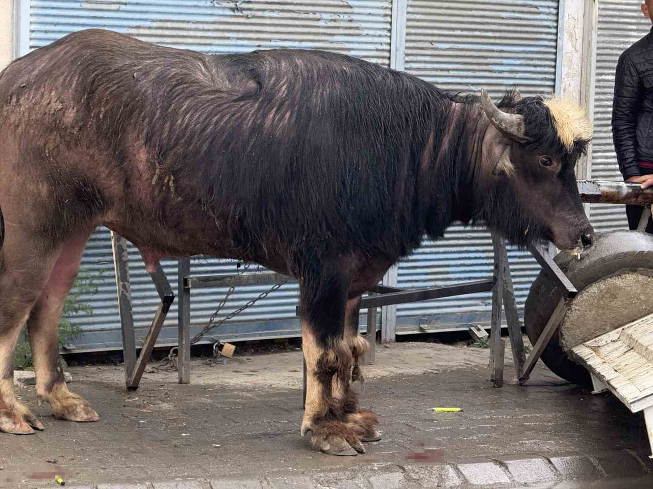 IĞDIR’DA KONTROLDEN ÇIKAN DANA YAŞLI ADAMI YERE SAVURDU