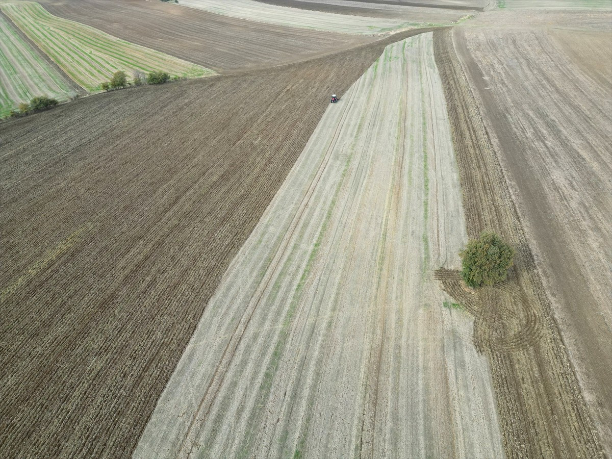 İklim değişikliğine bağlı artan sıcaklıklar ve azalan yağışlar nedeniyle Trakya'da tarımsal verim...