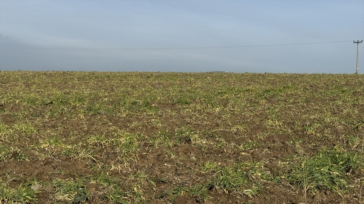 İklim değişikliğinin etkisiyle hububat ekili alanlarda görülen ekin kamburu böceği (Zabrus...