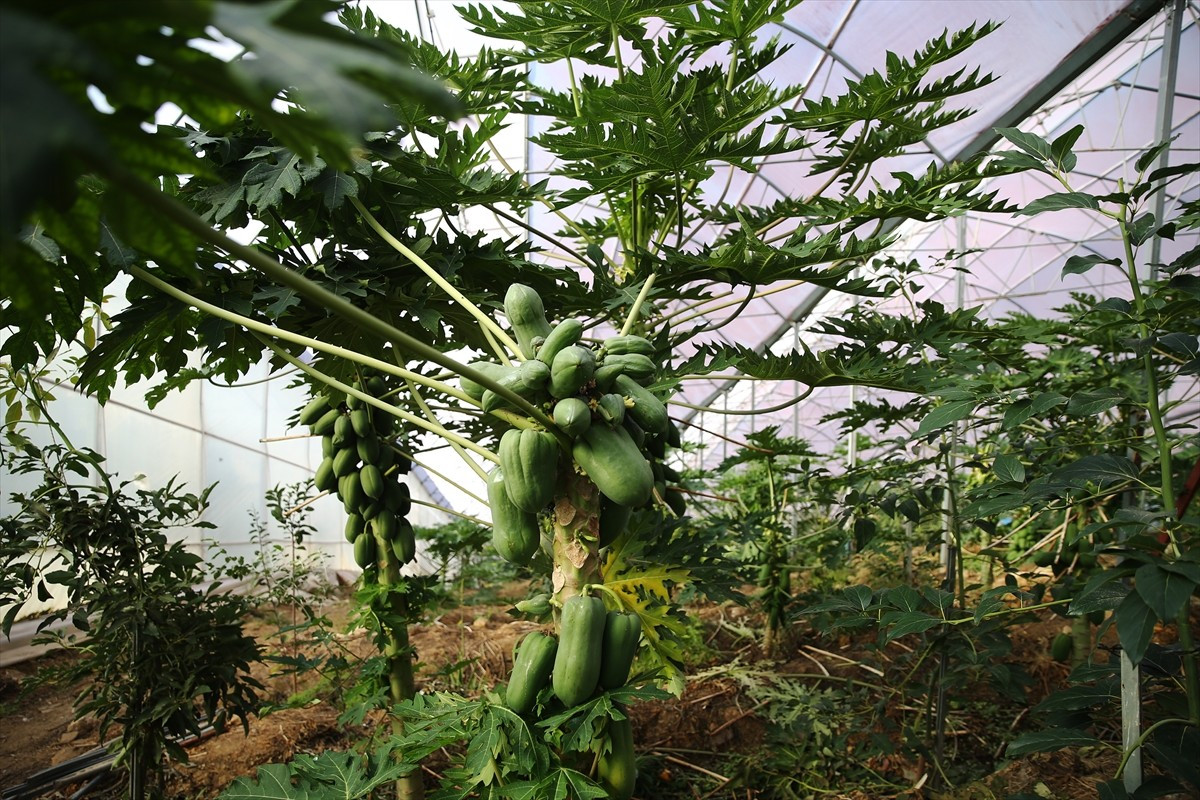 İklimi uygun olduğu için tropikal meyve üretiminin yoğun olarak yapıldığı Antalya'nın Alanya...