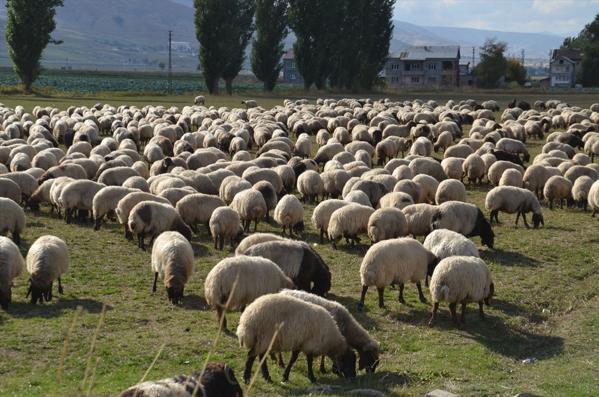 İlkbaharda hayvanlarını otlaklarda beslemek için Muş ve Erzurum'un yaylalarına gelen göçerlerin...