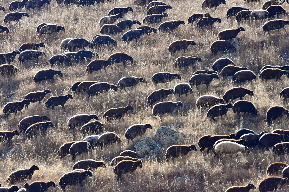İlkbaharda sürüleriyle Kars’ın yaylalarına çıkan göçerler, havaların soğumasıyla birlikte başlayan...