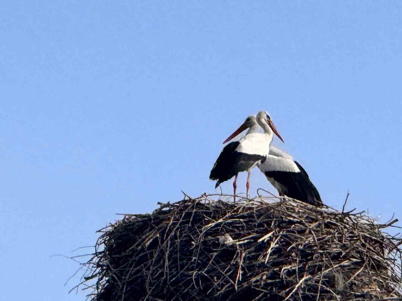 İLKBAHARIN HABERCİSİ LEYLEKLER, AFRİKA'DAN BAŞLADIKLARI GÖÇ YOLCULUĞUNUN ARDINDAN ARDAHAN'A...