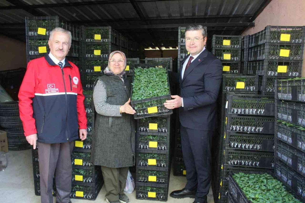 İNEBOLU İLÇE TARIM VE ORMAN MÜDÜRLÜĞÜ TARAFINDAN ÇİFTÇİLERE 124 BİN ADET SEBZE FİDESİ DAĞITILDI....
