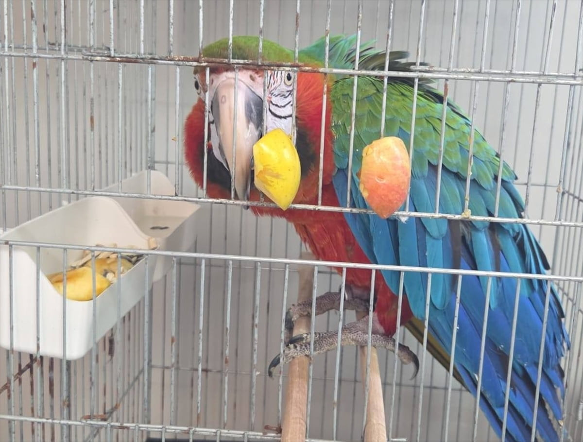 İpsala Sınır Kapısı'nda bir otomobilde yurda kaçak getirilen 3 papağan ele geçirildi.