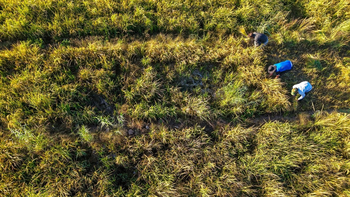 Irak’ın Erbil kentinde yetiştirilen yerli pirinç çeşitleri farklı lezzetleri nedeni ile ülkenin...