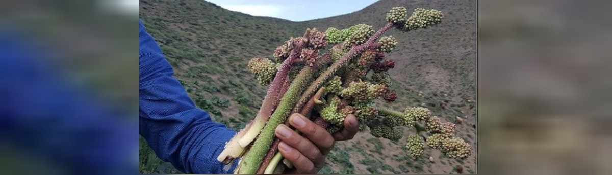 Işkın otu nerede yetişir