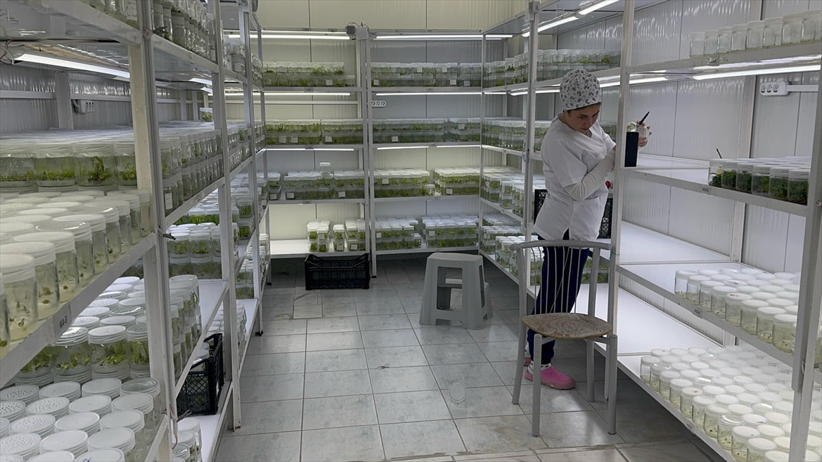 Isparta Uygulamalı Bilimler Üniversitesi (ISUBÜ) Ziraat Fakültesi'nde ekonomik değeri yüksek ak...