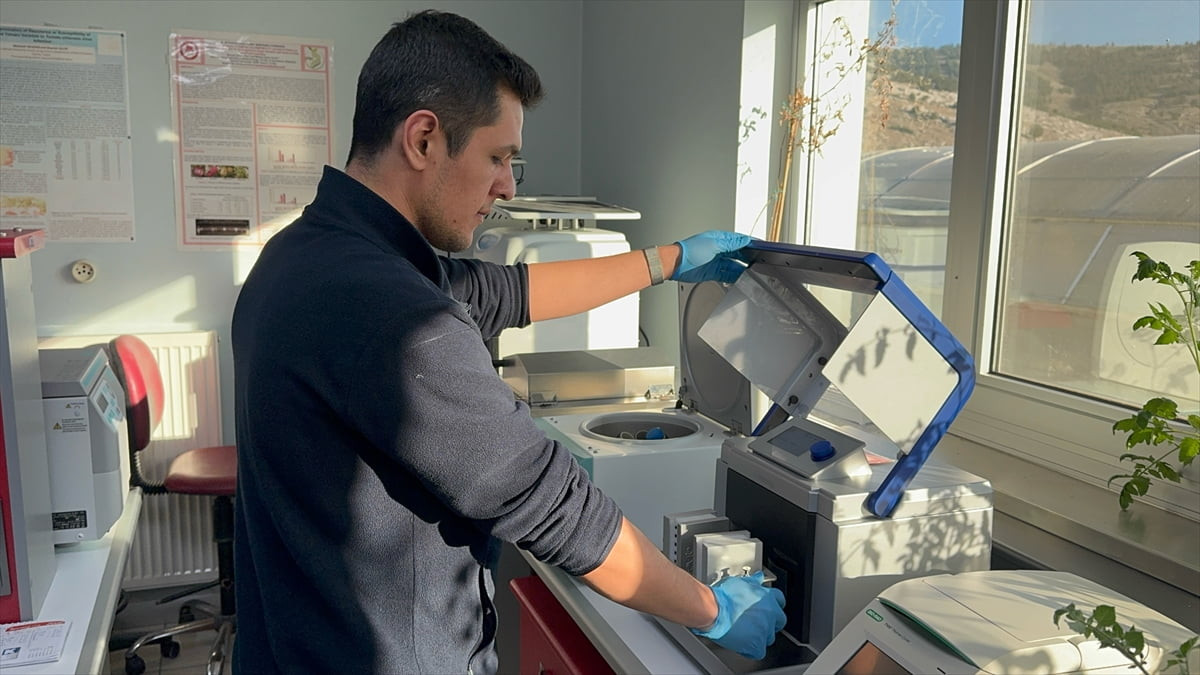 Isparta Uygulamalı Bilimler Üniversitesi'nde yürütülen yenilebilir aşı çalışmasıyla olası...