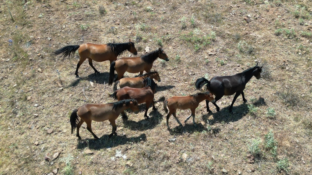Isparta'nın Aksu ilçesi kırsalında sürüler halinde yaşayan ve ilkbaharın gelmesiyle meralarda...