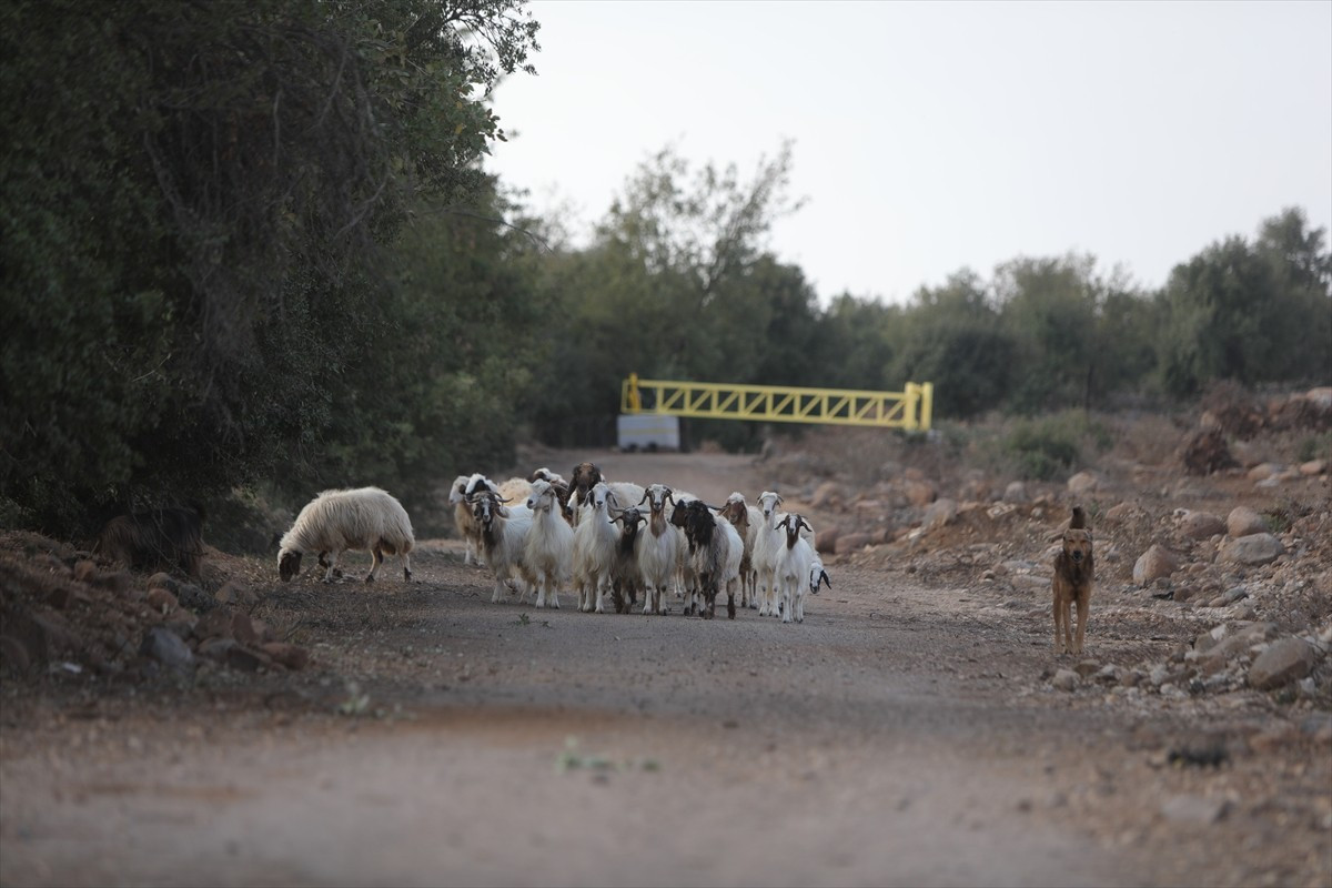 İsrail ordusunun, Suriye'nin güneybatısında yer alan Kuneytra ili kırsalındaki ihlalleri devam...