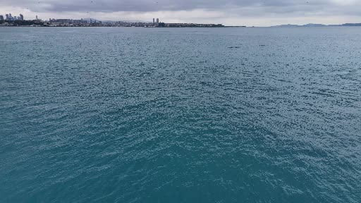 İstanbul Boğazı’nda yunus balıkları görsel şölen oluşturdu