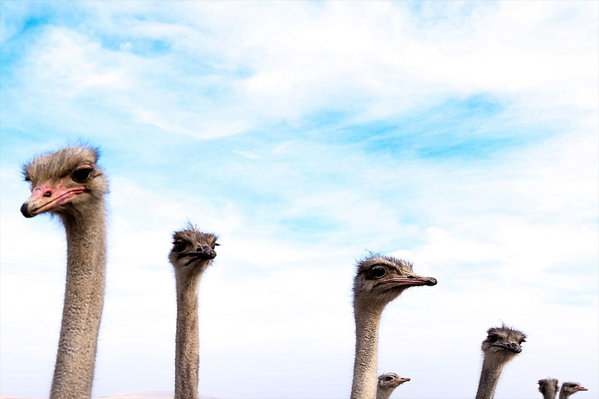 İstanbul'da dekorasyon işi yaparken 9 yıl önce memleketi Kars'a yerleşen ve deve kuşu...