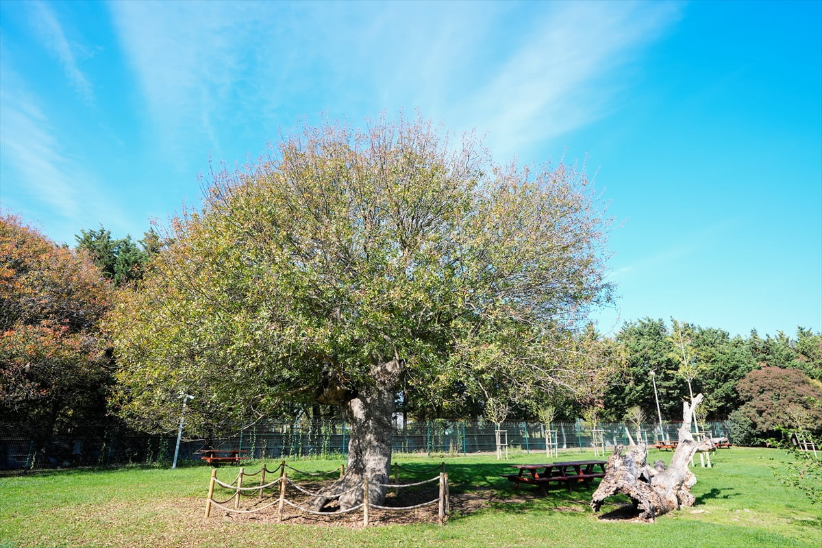 İstanbul'un sokaklarında, korularında ve cami avlularında kök salan anıt ağaçlar, yalnızca yaşları...
