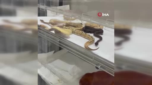 İstanbul’da bir evden 18 piton, 21 mısır ve 3 king yılanı çıktı