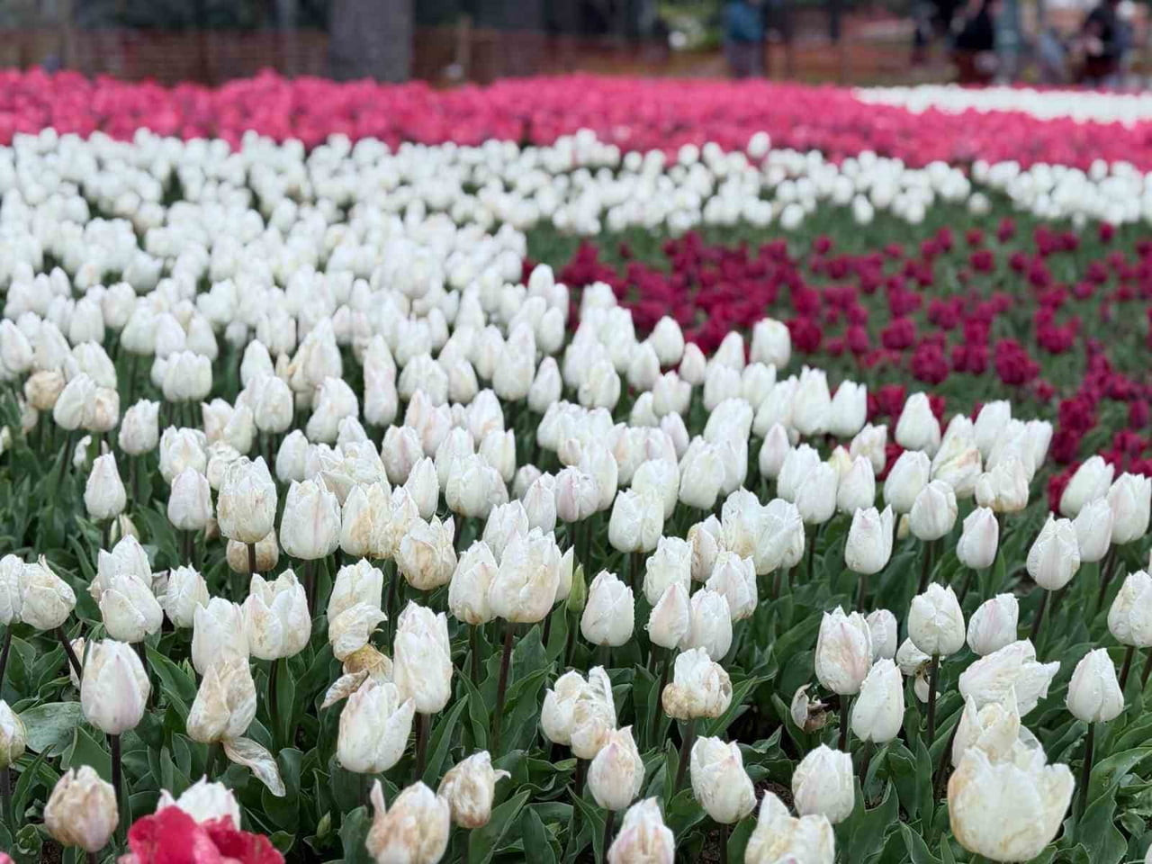 İSTANBUL’UN SARIYER İLÇESİNDE BULUNAN EMİRGAN KORUSU’NDA BAHARIN YAKLAŞMASIYLA BİRLİKTE AÇAN...