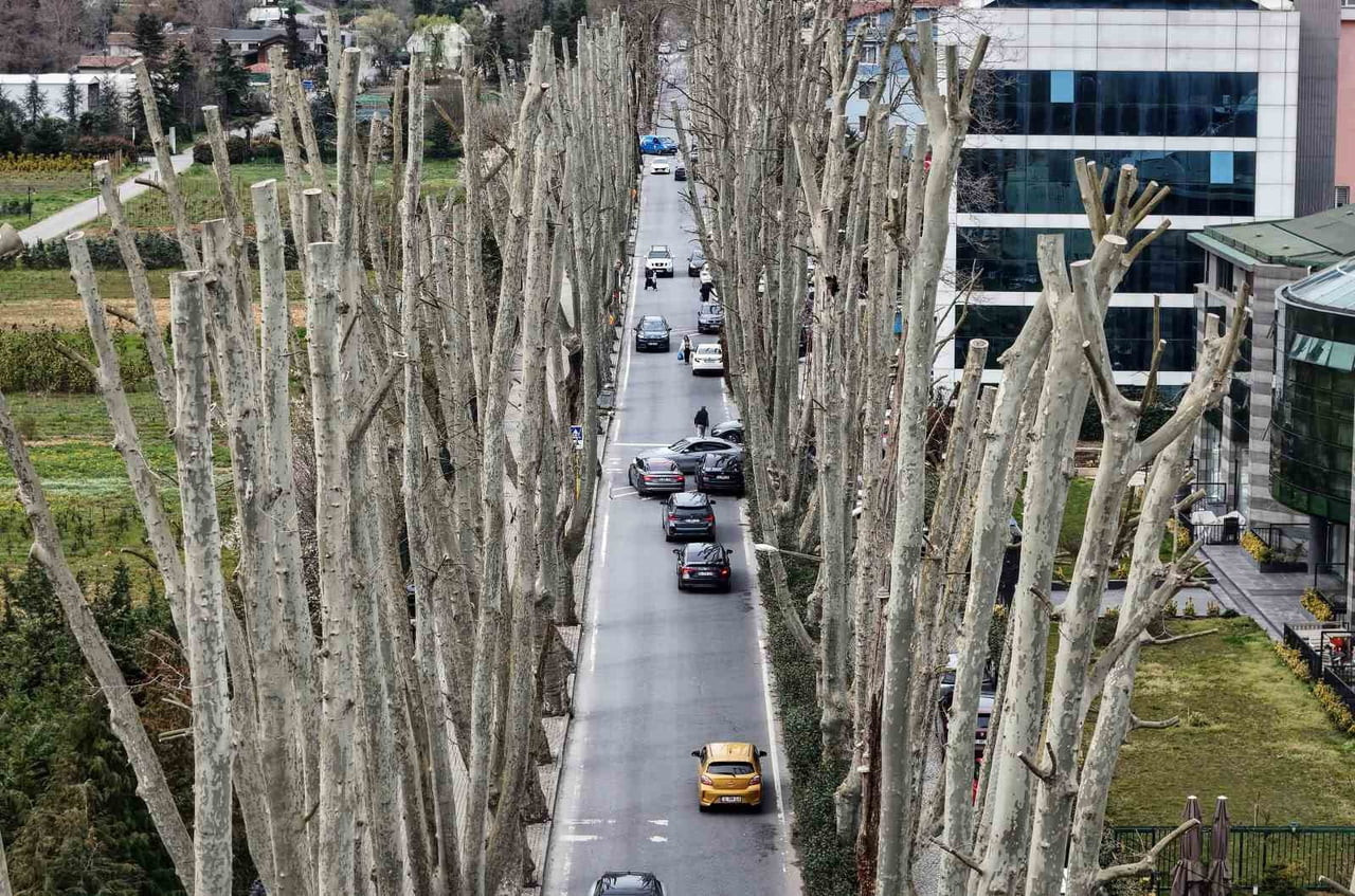 İSTANBUL’UN TARİHİ ÇINARLARINA BUDAMA, TARTIŞMA BAŞLATTI