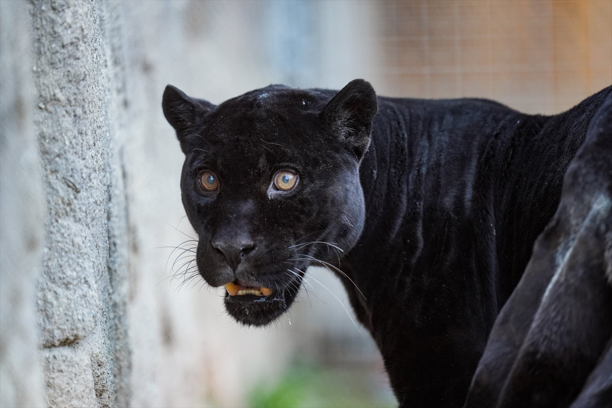 İzmir Doğal Yaşam Parkı'nda bulunan jaguar Juliet, ileri yaşına bağlı sağlık sorunları nedeniyle...