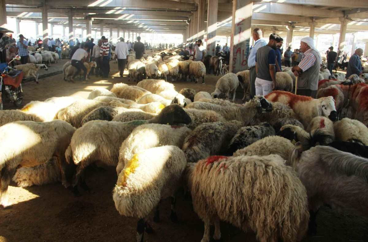 İzmir kurbanlık fiyatları