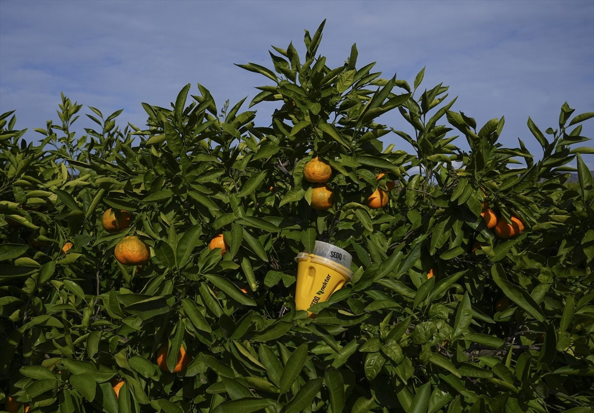 İzmir'de, Akdeniz meyve sineğine karşı yürütülen biyoteknik mücadele kapsamında mandalina...
