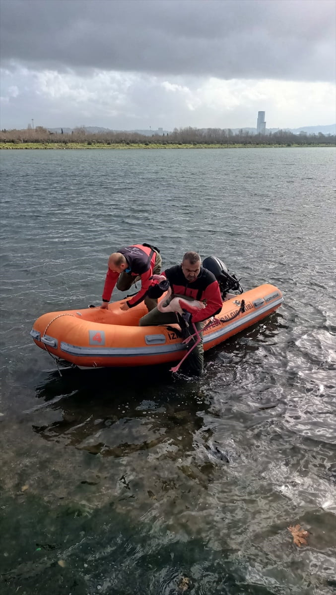 İzmir'de ayağına dolanan misina nedeniyle hareket etmekte zorlanan flamingo kurtarıldı.