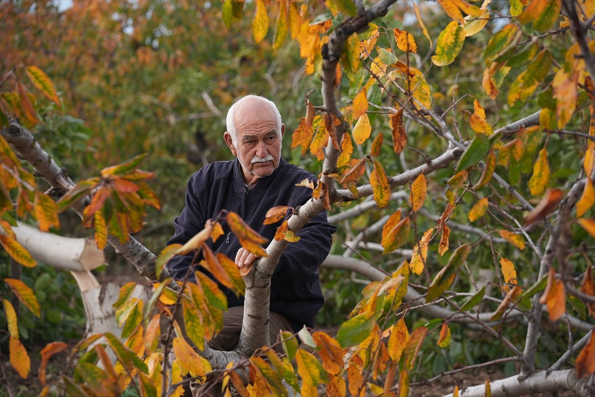 İzmir'de yaşayan 70 yaşındaki çiftçi Ahmet Kemal Kahya, 20 yıl emek verdiği ceviz ağaçlarının...