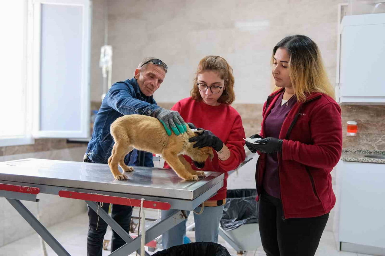 İZMİR'DEKİ İLÇE BELEDİYELERİ ARASINDA GECE DE HİZMET VEREN TEK HAYVAN AMBULANSINA SAHİP MENEMEN...