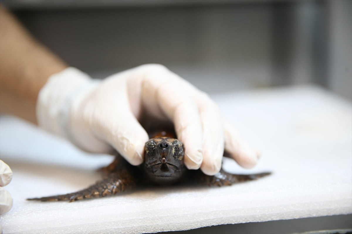 İzmir'in Çeşme ilçesindeki sahilde yaralı halde bulunan ve "Arda" ismi verilen caretta caretta...