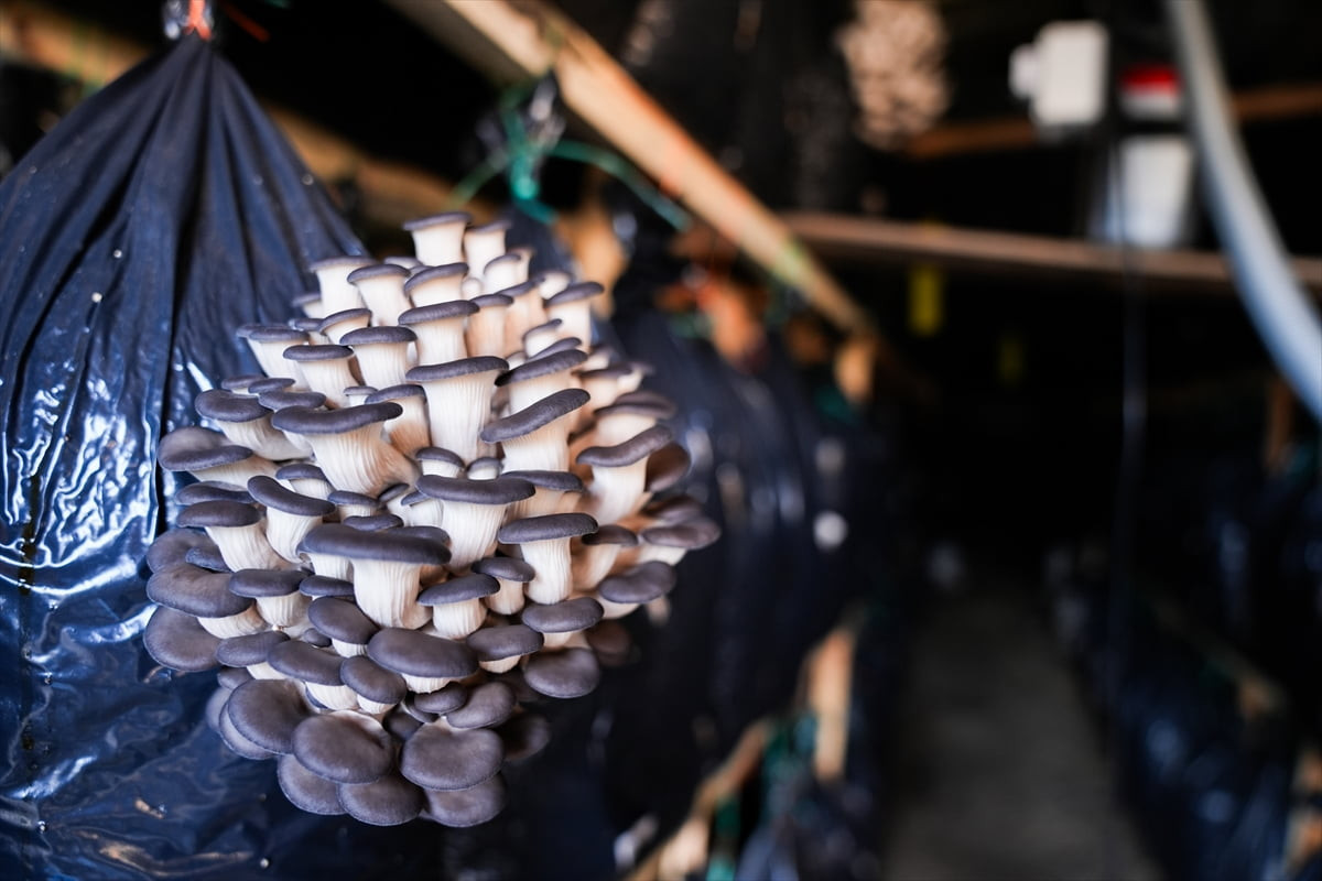 İzmir'in Güzelbahçe ilçesinde halk eğitim kurslarıyla temelleri atılan istiridye mantarı...