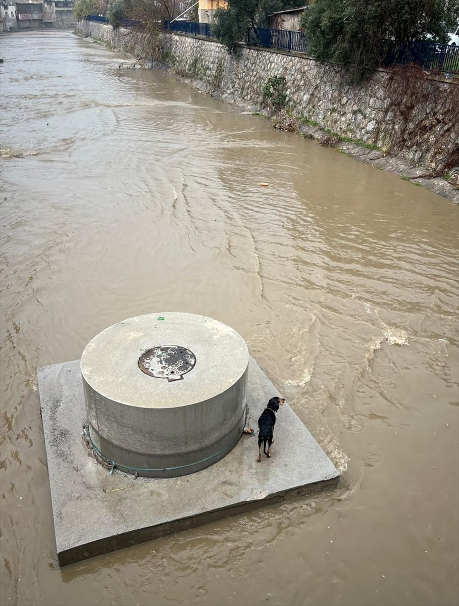 İzmir'in Karabağlar ilçesinde dere yatağında mahsur kalan köpeği itfaiye ekibi çıkardı.