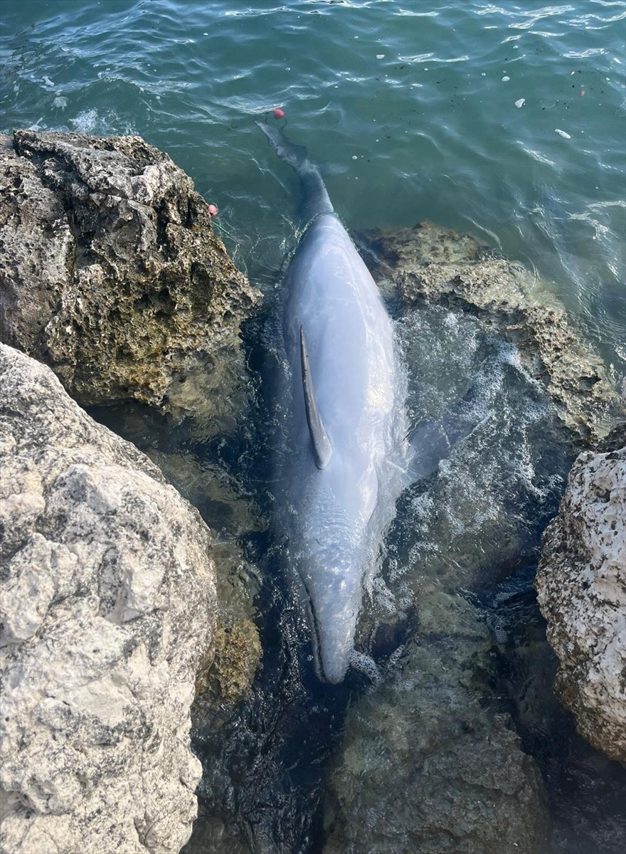 İzmir'in Karaburun ilçesinde balıkçı ağlarına takıldığı değerlendirilen yunus, karaya vurdu....