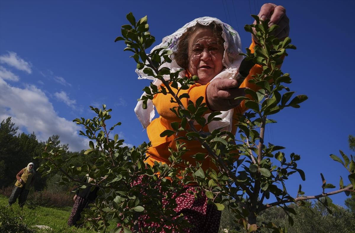 İzmir'in Karaburun ilçesinde bir araya gelen kadınlar, bölgenin doğal parçası olmasına rağmen...