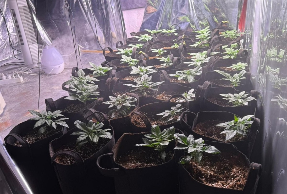 İzmir'in Konak ilçesinde düzenlenen uyuşturucu operasyonunda evinde Hint keneviri yetiştirdiği...