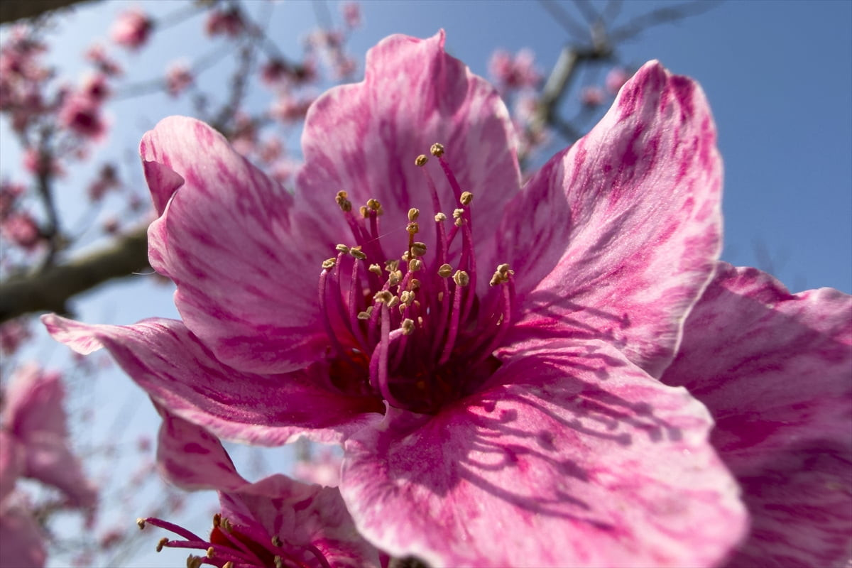 İzmir'in Selçuk ilçesinde ilkbaharın gelişiyle çiçek açan şeftali ağaçları pembe tonlara...