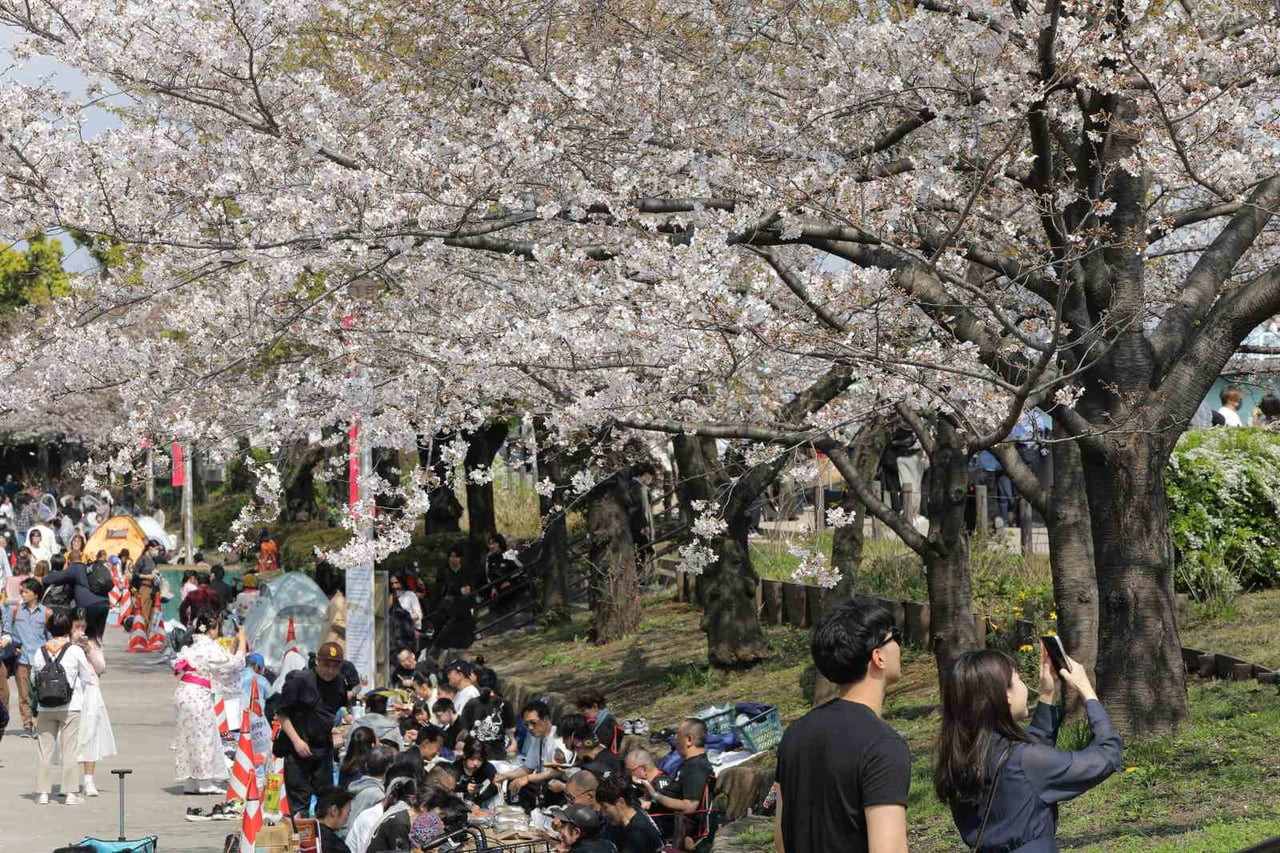 JAPONYA'NIN SİMGELERİNDEN BİRİ OLAN VE BAHARI MÜJDELEYEN JAPON KİRAZ ÇİÇEKLERİ (SAKURA), BAŞKENT...