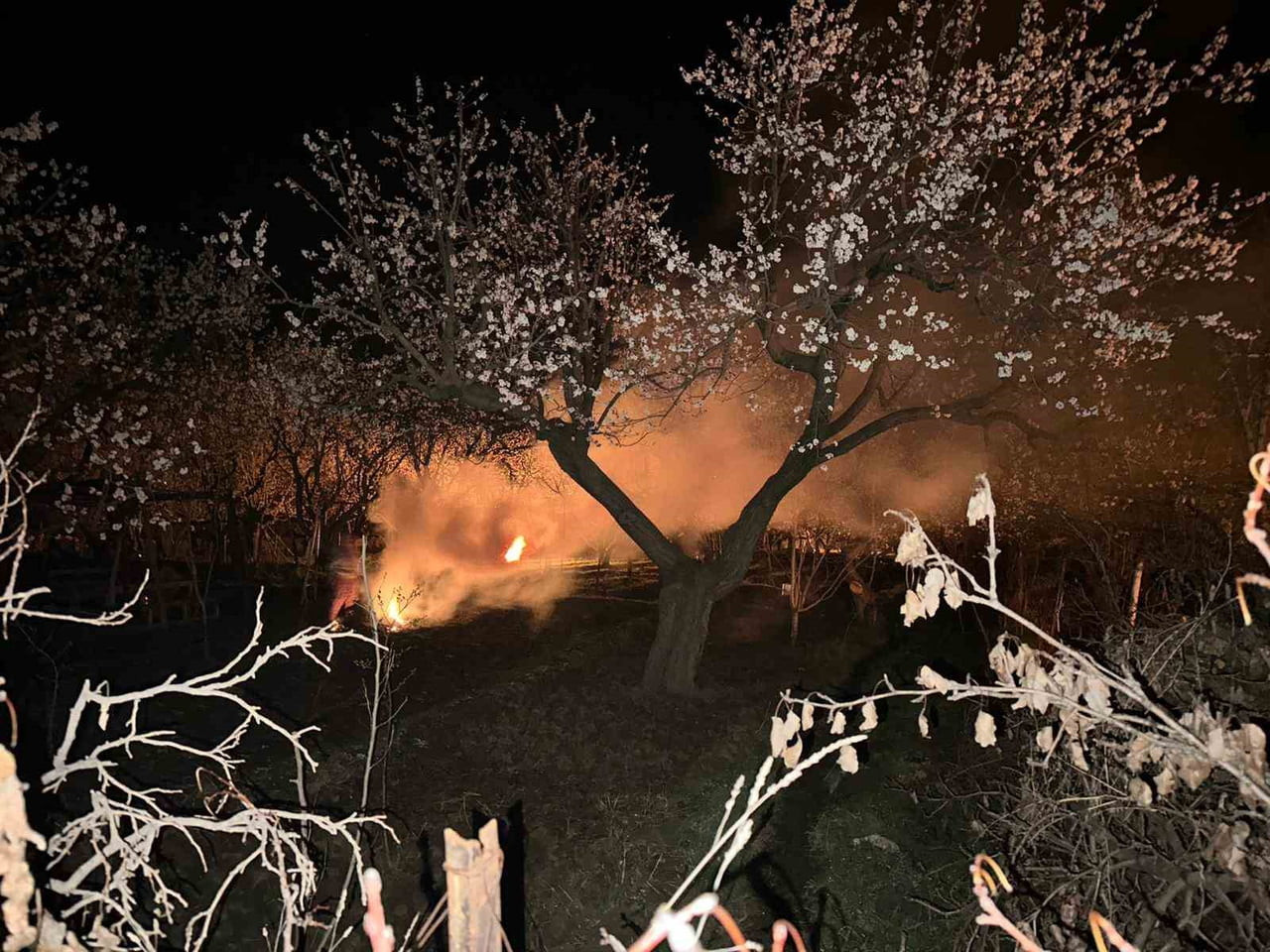 KAĞIZMAN’DA HAVA SICAKLIKLARININ EKSİLERE DÜŞMESİYLE AÇAN KAYISI ÇİÇEKLERİNİ DONMA TEHLİKESİNE...