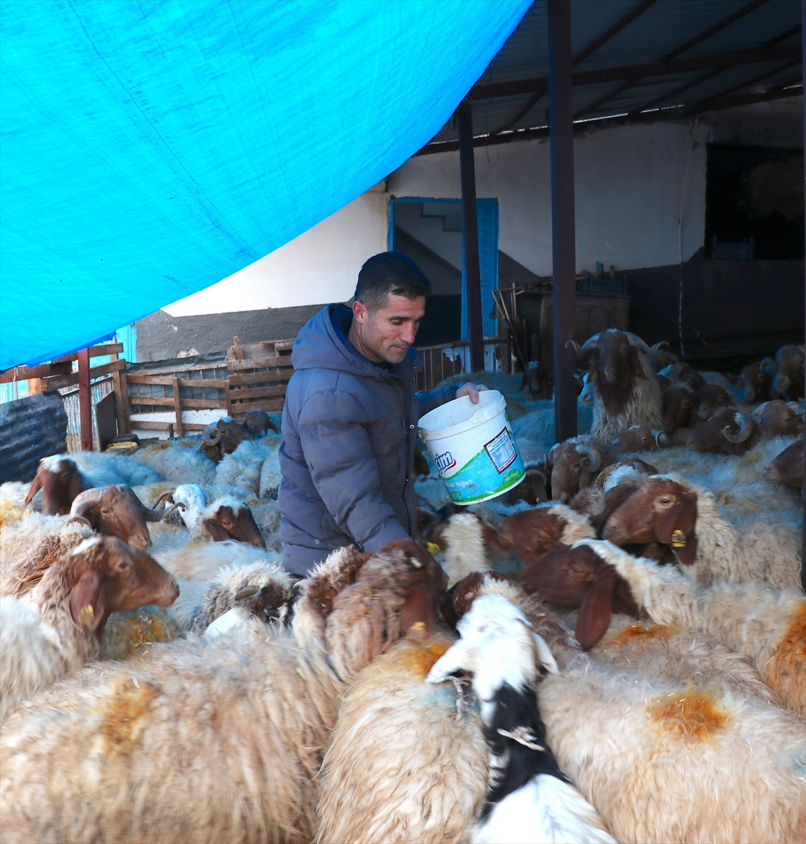Kahramanmaraş merkezli 6 Şubat 2023 depremlerinde meydana gelen yıkımlar nedeniyle hayvanları...